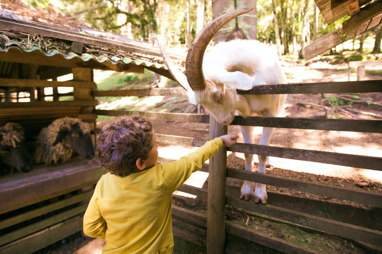 Fazendinha Toriba em Campos do Jordão: Um Passeio Inesquecível para Toda a Família 10 fazendinha toriba fazendinha toriba bode 09