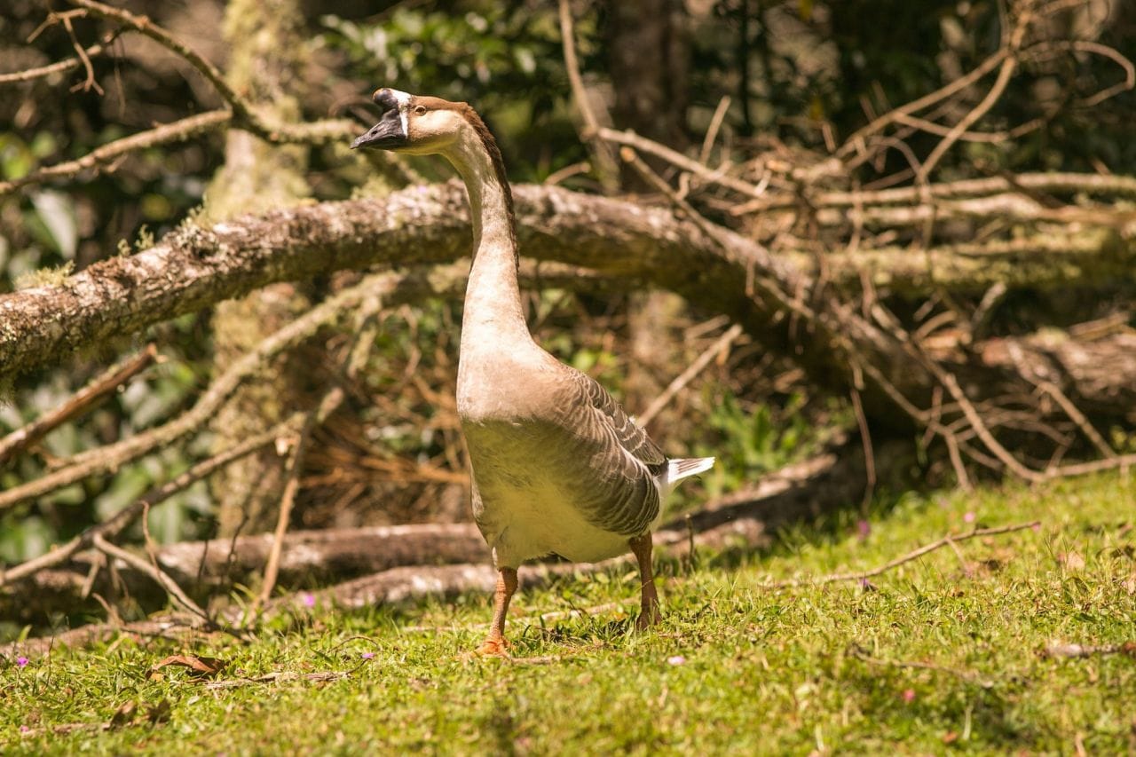 Fazendinha Toriba em Campos do Jordão: Um Passeio Inesquecível para Toda a Família 6 fazendinha toriba fazendinha toriba campos 1 02
