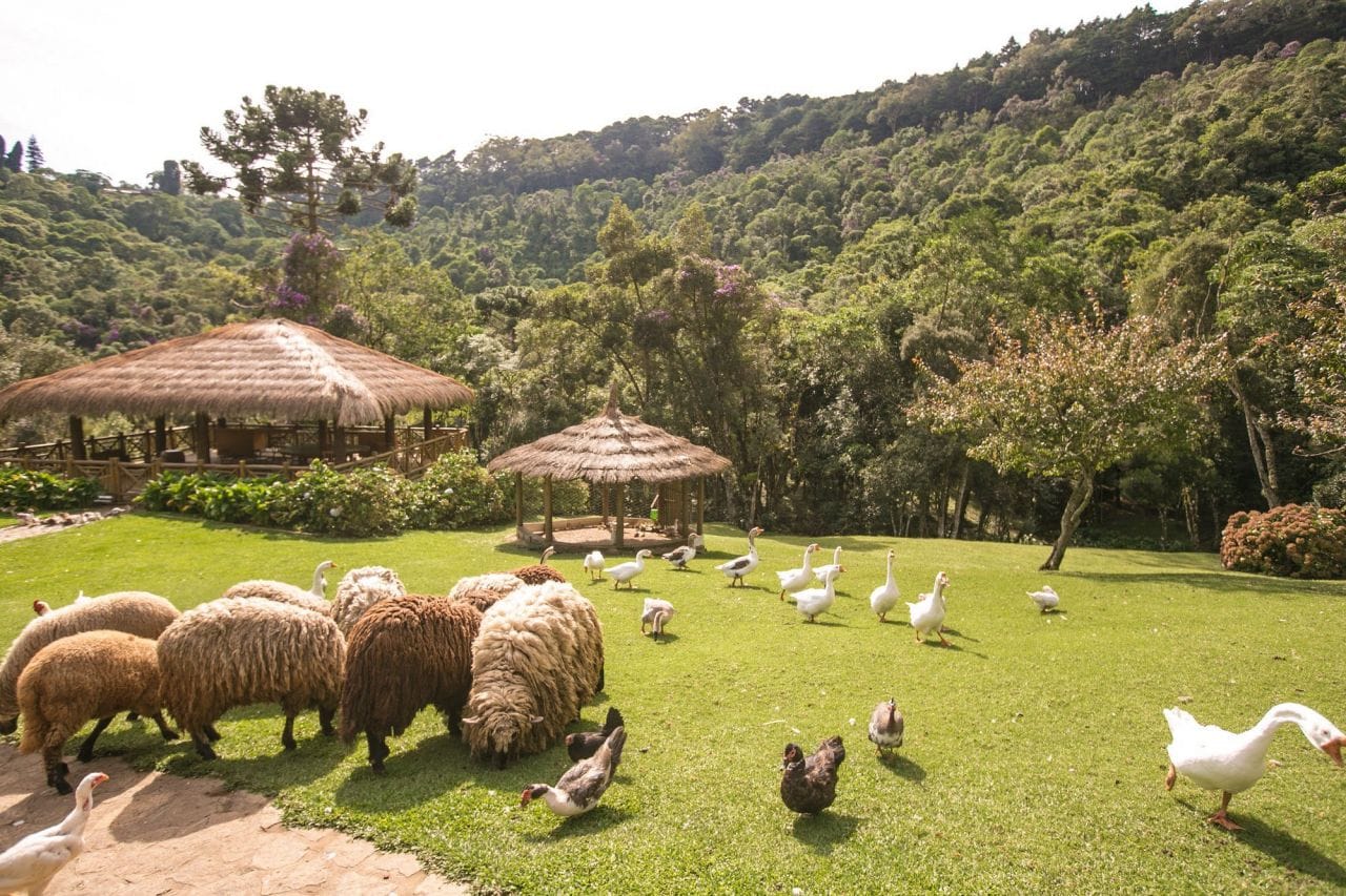 Fazendinha Toriba em Campos do Jordão: Um Passeio Inesquecível para Toda a Família 7 fazendinha toriba fazendinha toriba campos 11
