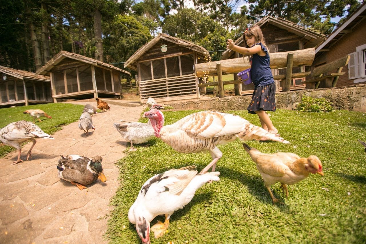 Fazendinha Toriba em Campos do Jordão: Um Passeio Inesquecível para Toda a Família 9 fazendinha toriba fazendinha toriba campos 7 13