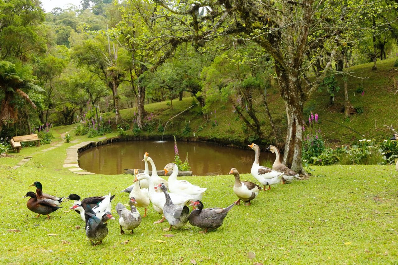 Fazendinha Toriba em Campos do Jordão: Um Passeio Inesquecível para Toda a Família 11 fazendinha toriba fazendinha toriba lago 14