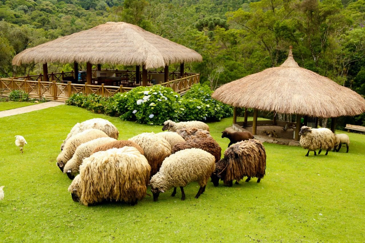 Fazendinha Toriba em Campos do Jordão: Um Passeio Inesquecível para Toda a Família 12 fazendinha toriba fazendinha toriba ovelhas 06